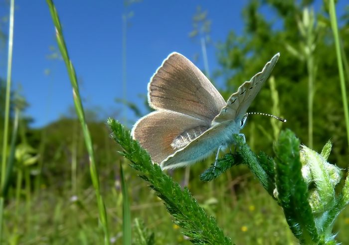 Farfalle della Val Nerina (e dintorni)